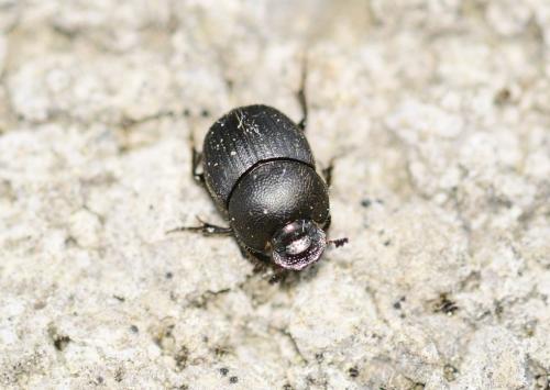 Onthophagus sp.